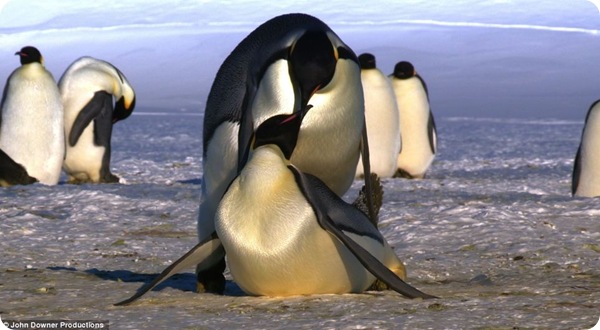 Королевские пингвины - почти как люди!