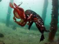 Морской котик и осьминог