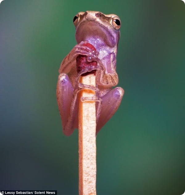 Миниатюрная лягушка из Индонезии