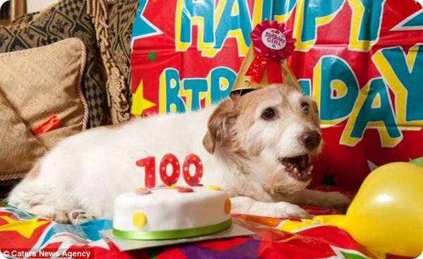 Дейси - самая старая собака Великобритании
