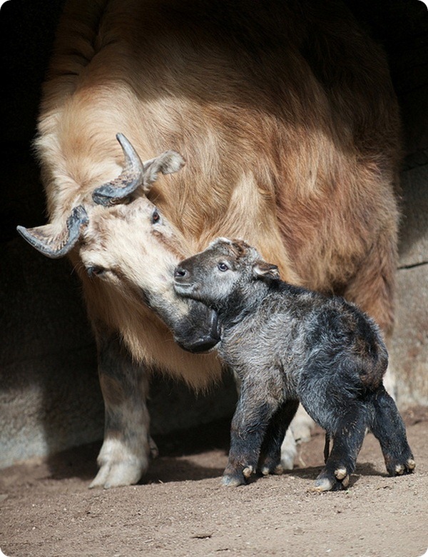 В зоопарке Сан-Диего родился детёныш такина
