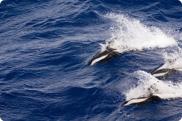Крестовидный дельфин (лат. Lagenorhynchus cruciger)