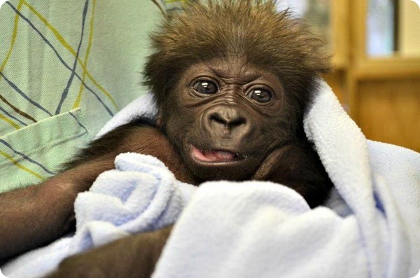 Зоопарк Цинциннати принял маленькую гориллу