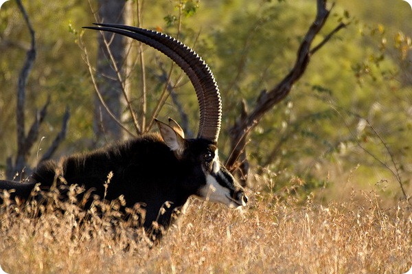 Черная антилопа (лат. Hippotragus niger)