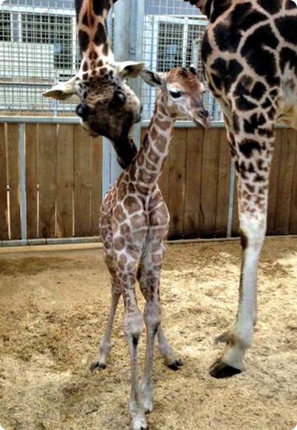Детеныш жирафа из зоопарка Бюргерса