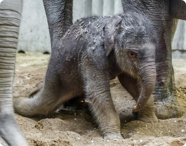 В зоопарке Праги родился первый слоненок   