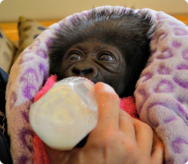Зоопарк Цинциннати принял маленькую гориллу