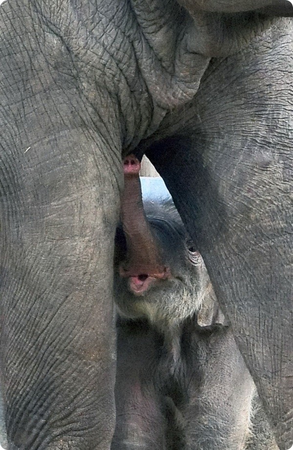 Долгожданный слоненок из зоопарка Будапешта