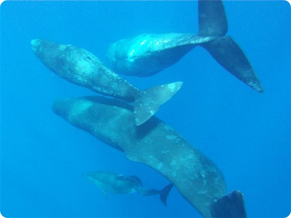 Кашалоты приняли в семью дельфина