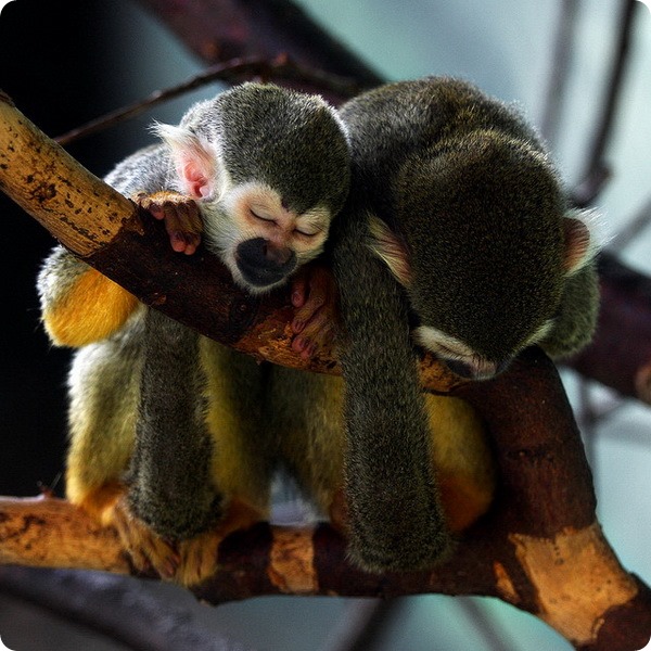 Обыкновенная беличья обезьяна (лат. Saimiri sciureus)