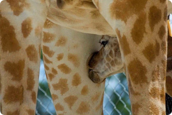 Детеныш жирафа Ротшильда из зоопарка Мого