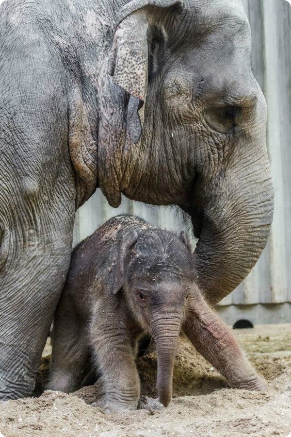 В зоопарке Праги родился первый слоненок   