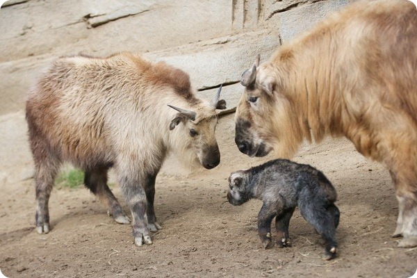 В зоопарке Сан-Диего родился детёныш такина