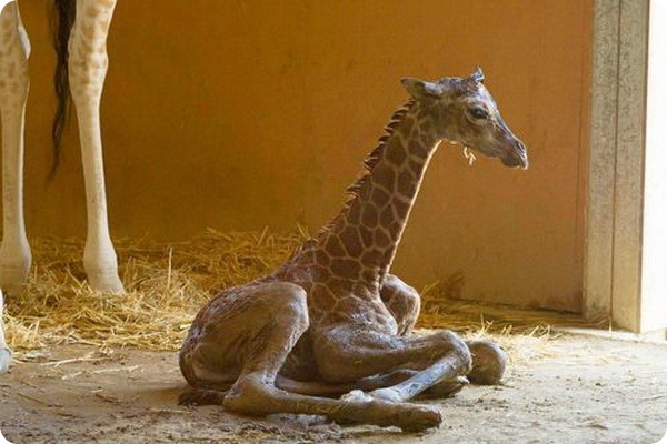 Детеныш жирафа Ротшильда из зоопарка Мого
