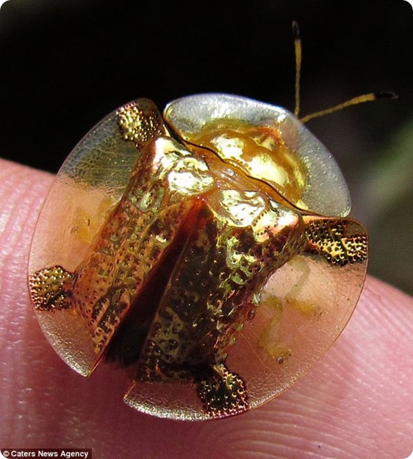 Необычный золотой жук из Индии