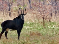 Черная антилопа