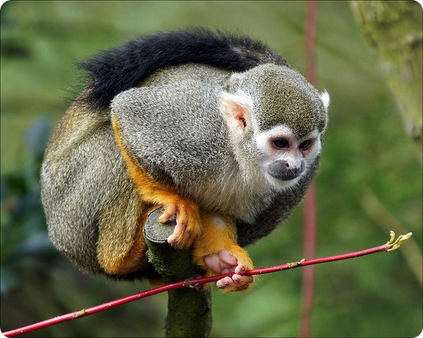 Обыкновенная беличья обезьяна (лат. Saimiri sciureus)