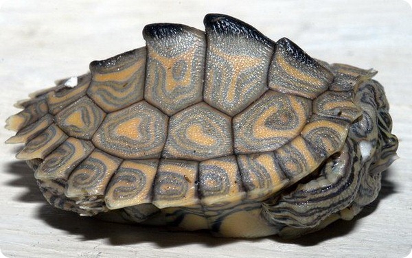 Кольчатая горбатая черепаха (лат. Graptemys oculifera)