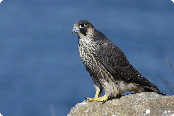Сапсан (лат. Falco peregrinus)
