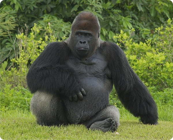 Гориллы (лат. Gorilla)