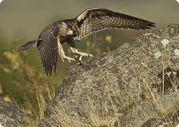 Сапсан (лат. Falco peregrinus)