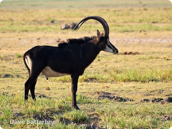 Черная антилопа (лат. Hippotragus niger)