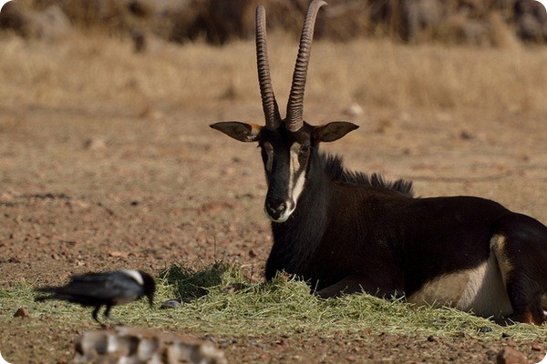 Черная антилопа (лат. Hippotragus niger)
