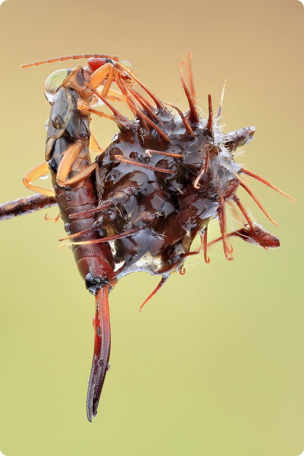 Уховертка обыкновенная (лат. Forficula auricularia)