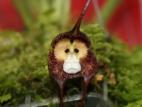 Шесть удивительных орхидей, похожих на животных