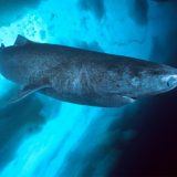 Гренландская полярная акула