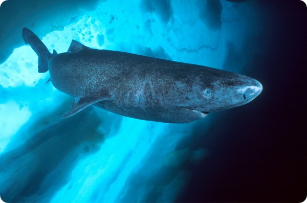 Гренландская полярная акула (лат. Somniosus microcephalus)