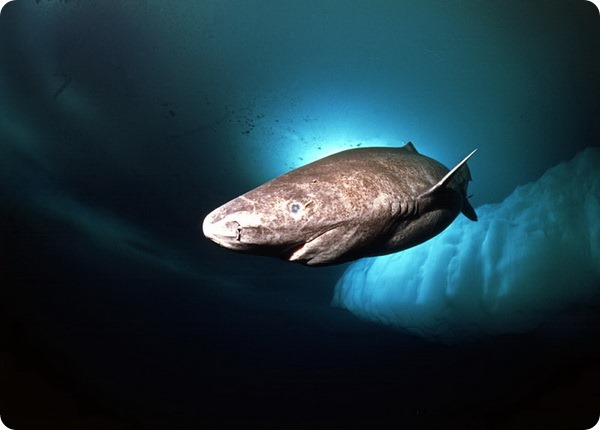 Гренландская полярная акула (лат. Somniosus microcephalus)
