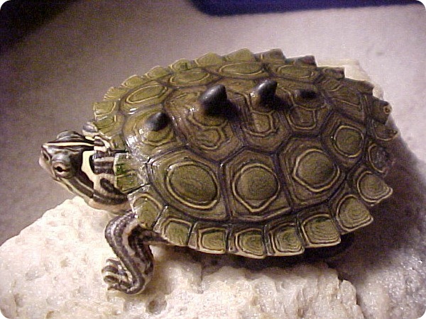 Кольчатая горбатая черепаха (лат. Graptemys oculifera)