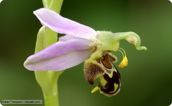 офрис пчелоносная (лат. Ophrys apifera)