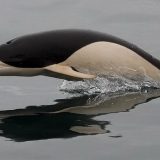 Южные китовидные дельфины