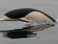 Южные китовидные дельфины