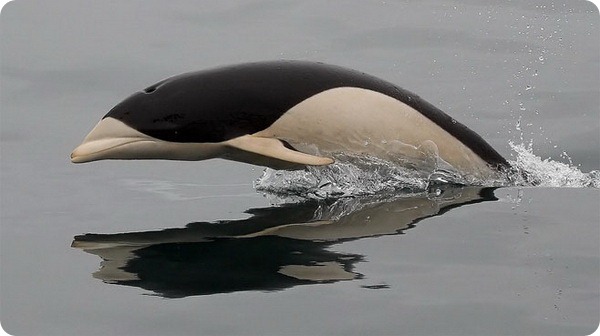 Южные китовидные дельфины (лат. Lissodelphis peronii)