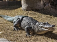 Новый хвост для крокодила Стаббса
