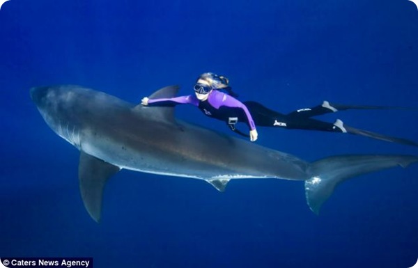 Блондинка, плавающая с акулами!