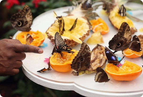 Уникальная выставка бабочек в Лондоне