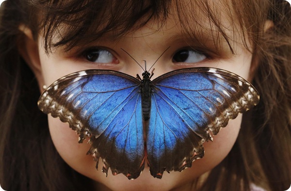 Уникальная выставка бабочек в Лондоне