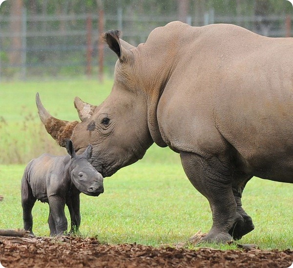 Детеныш белого носорога из Australia Zoo