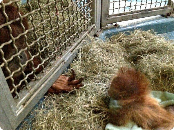 Детеныш орангутана и его мать - снова вместе