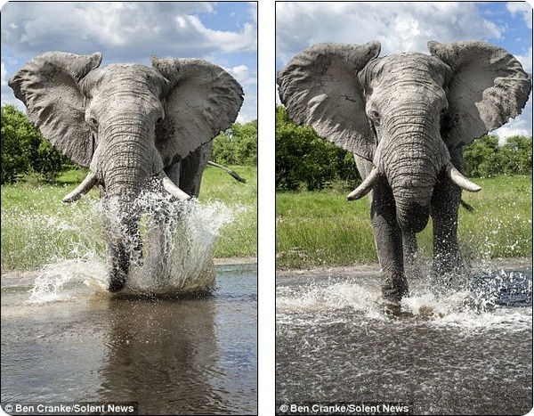 Опасная встреча с африканским слоном