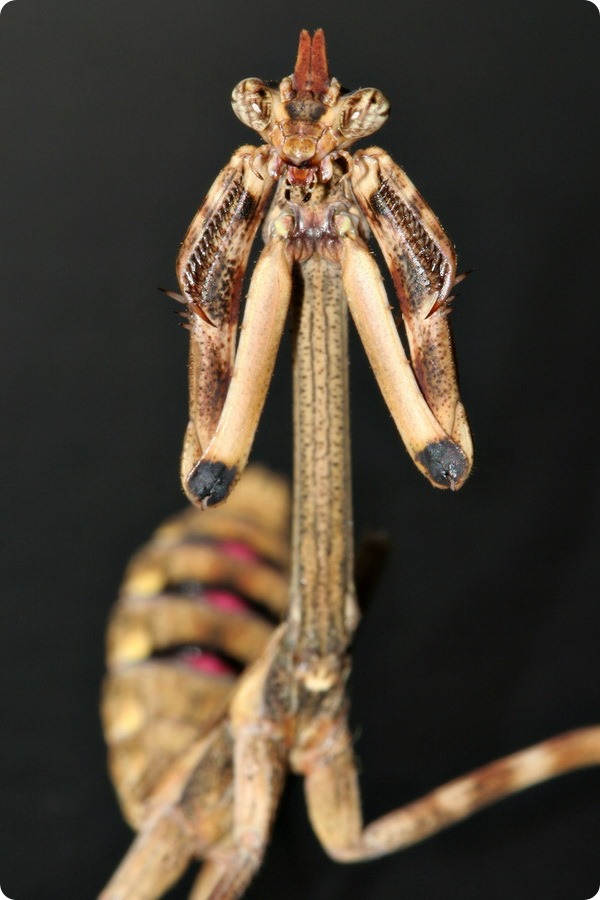 Техасский богомол (лат. Phyllovates chlorophaena)