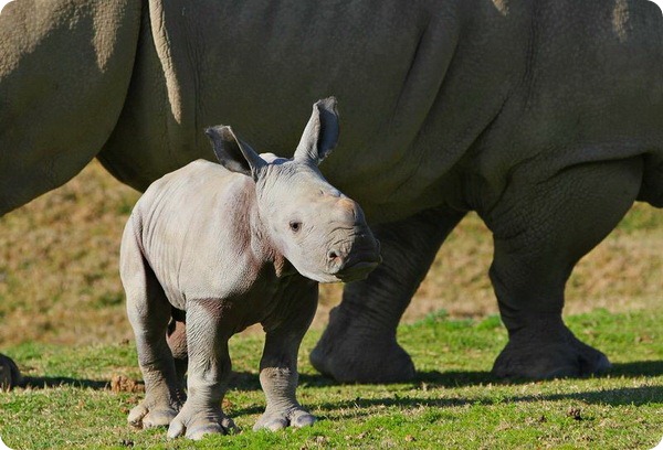 Детеныш белого носорога из Сан-Диего