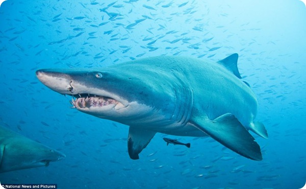 Зловещие акулы-мако