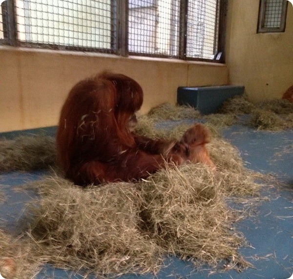 Детеныш орангутана и его мать - снова вместе