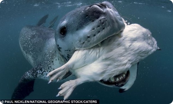 Встреча с морским леопардом