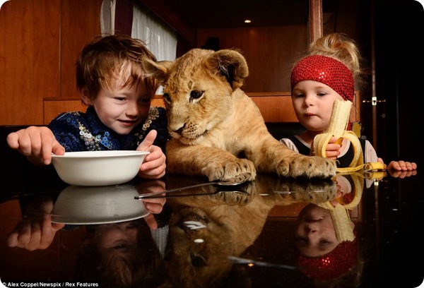 Завтрак со львом